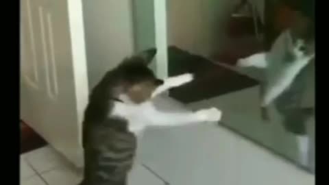 Cat dansing