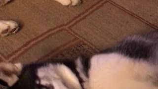 Black white husky dog plays on floor and plays with another dog