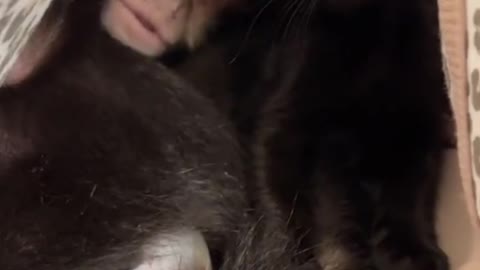 monkey and cat.. video is full of love!