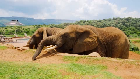 Photographer captures incredible encounter with a herd of elephants.