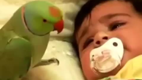 A toddler and a parrot