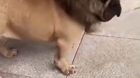 Cute Puppy Funny Reactions