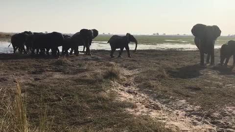 Energetic Elephant herd stepping out of the lake