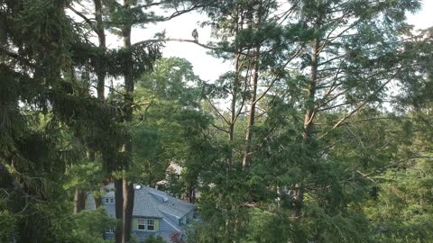 Red Tailed Hawk Attacks Drone