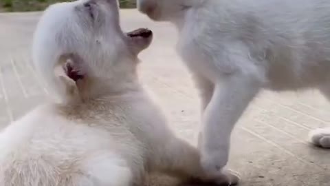 French kiss between pets