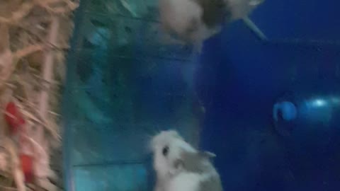 Hamsters feeling motivated and keep running