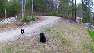 Black Bear Cubs Playfully Wrestle in Driveway
