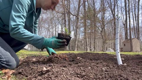 Planting an Apple Tree Guild | Permaculture for Beginners