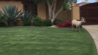 Pool Party for Herd of Bighorn Sheep