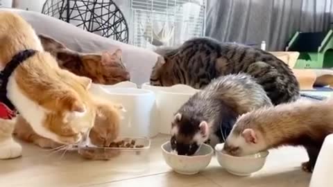 cats eating food | awesome