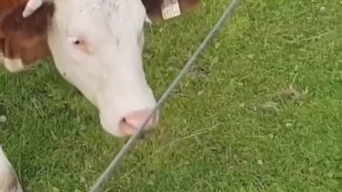 The cow wants to kiss the Cat