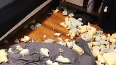 Dog Destroys Bedroom However Feels No Remorse