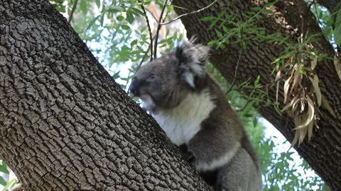 Cute Australian koala