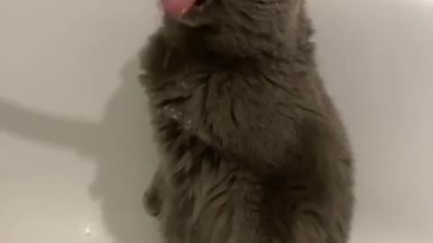 See how this cat drinks water. funny