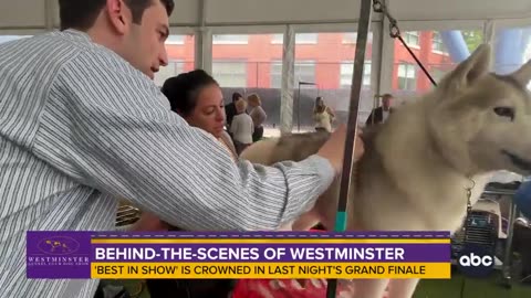 Behind-the-scenes at the Westminster Kennel Club Dog Show ABC News