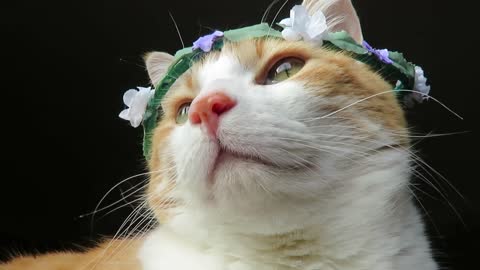 Cute cat models various flower crowns