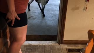 Neighbors Goat Knocks on Door and Comes Inside