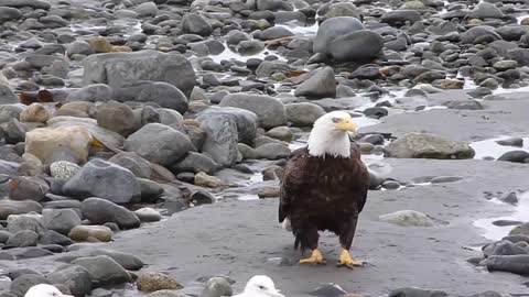 "The eagle king hunt a big bird ( the strongest stay "law of nature " 🥺"