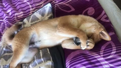 Early morning for shiba inu puppy