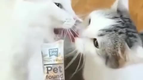 How Did The Cat Bite The Other Cats Tongue?