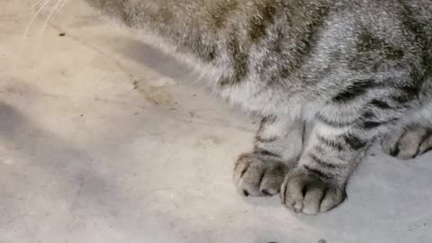 Stray Cat Feeds Himself with Paw