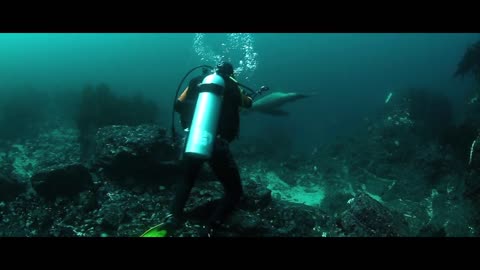 video of divers in the sea