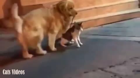 A cat is Trying to Attack Another cat But The Dog intervenes at The last Minute