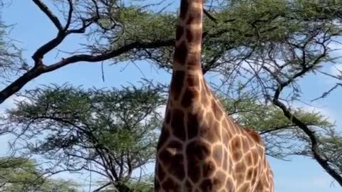 The giraffe stands in astonishment in the forest amid the song of the birds