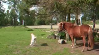 Baby horse and Big horse