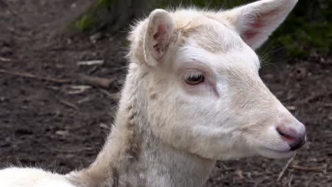 Damm Wild Doe Albino Fur White Portrait Zoo