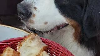 Two Bernese Mountain Dogs at the restaurant