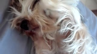 Light brown and white curly haired dog laying in bed covering face