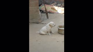Gorgeous puppy imitate Rooster