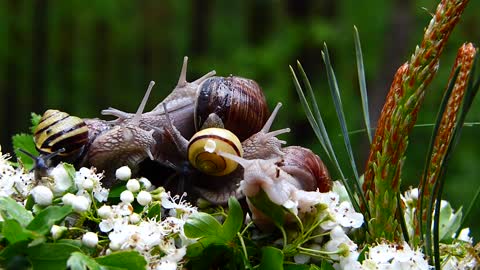 Group of beautiful snails enjoying in nature