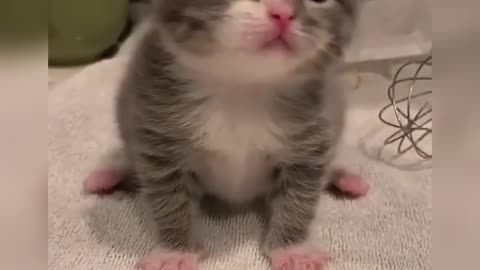 compilation of adorable cats