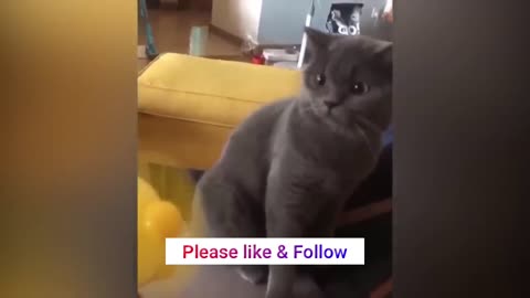 Ultimate Laughter Prescription Funniest Cats Videos! 😂🐱🐶 Funny cat video | Funny video-2023