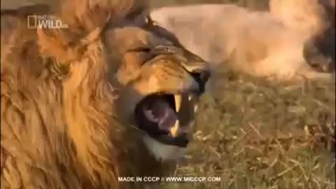 Crazy Laughing lion