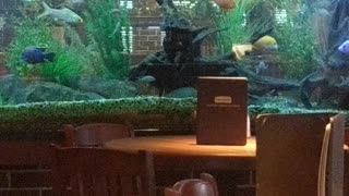 Checking out the fish at Cheddar's