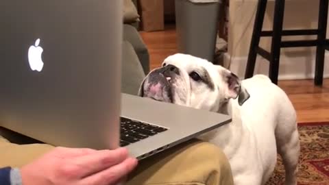 Dog watching another dog on computer