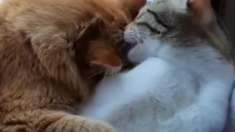 Love cats 🐈 🙏💙💜