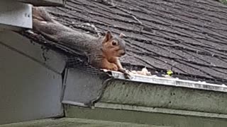 A Squirrel