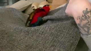 Kiwi parrot plays peekaboo with owner