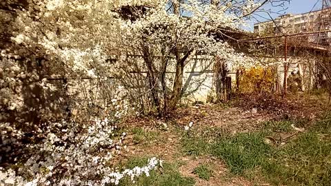 Spring flowering tree