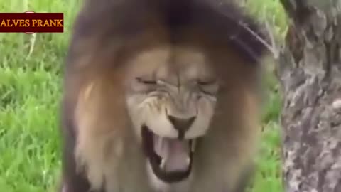 Fake Lion And Fake Tiger