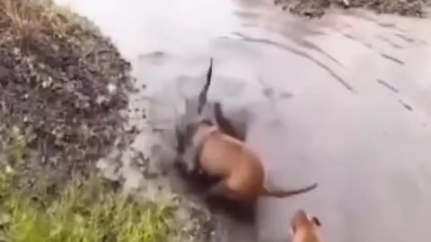 incredible fight between pitbull and alligator