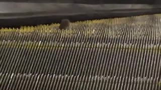 Rat trying to go up escalator the wrong way