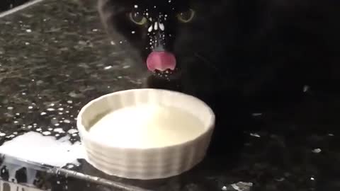 Why this cat drinking milk in this way?