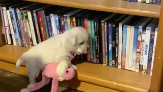 Puppy Tries To Put Toy On A Shelf, Ends Up Falling