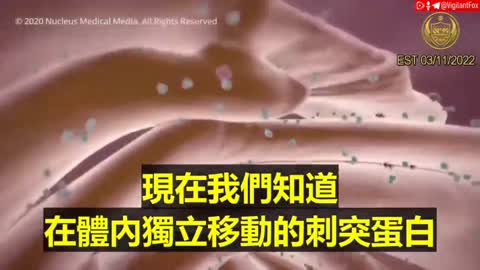 mRNA将在淋巴系统停留几个月，刺突蛋白S1片段在人类CD16阳性单核细胞中停留长达15个月，而刺突蛋白会在体内停留1年以上