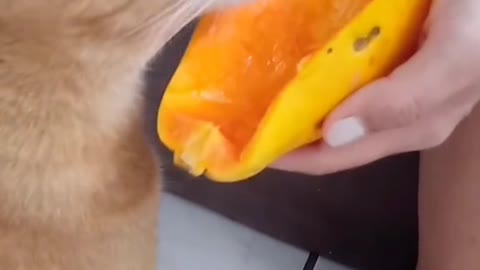 My cat likes papaya.